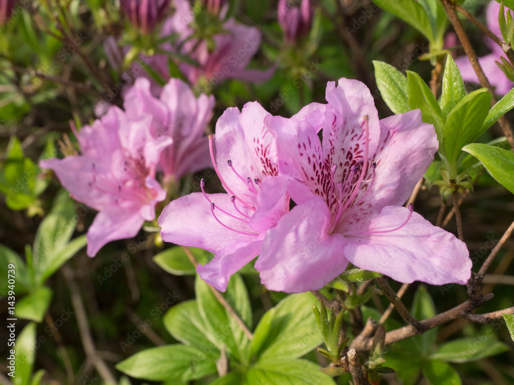 Naklejka premium Pink azalea flower