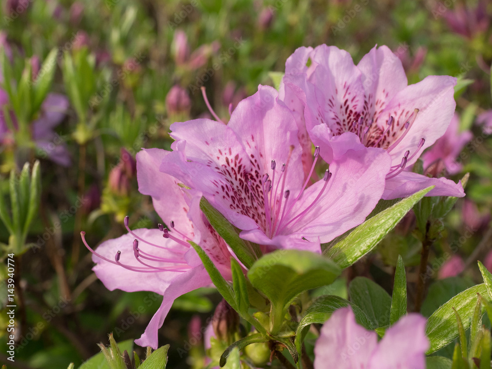 Obraz premium Pink azalea flower