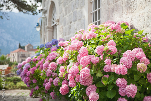 Blooming flowers hydrangea are pink, blue, lilac, violet, purple in spring and summer at sunset in town garden.
