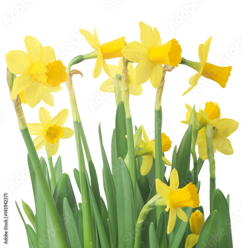 Fototapeta Naklejka Na Ścianę i Meble -  Spring floral border, beautiful fresh daffodils flowers, isolated on white background. Selective focus