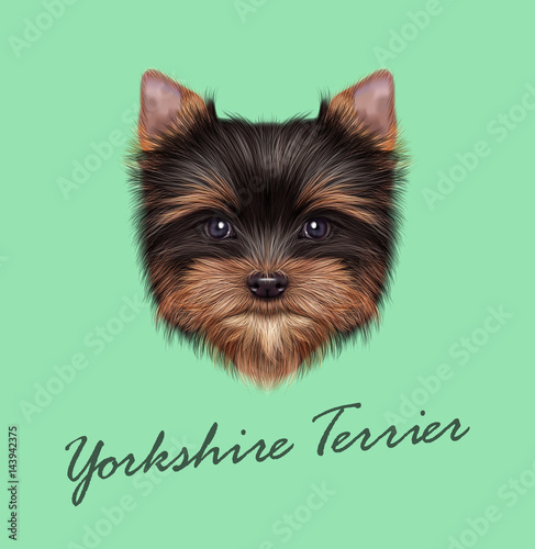 Vector Illustrated portrait of Yorkshire Terrier puppy