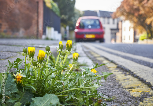 Slika na platnu Roadside Dandelion weeds growing out of the sidewalk / pavement
