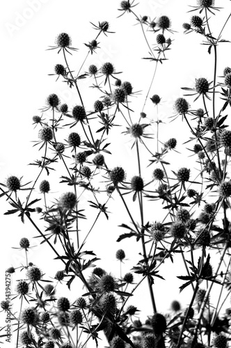 Black and white thistle.