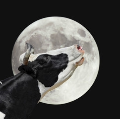 Funny cow on the background of large bright moon. A black and white cow moans at the moon. Farm animals.