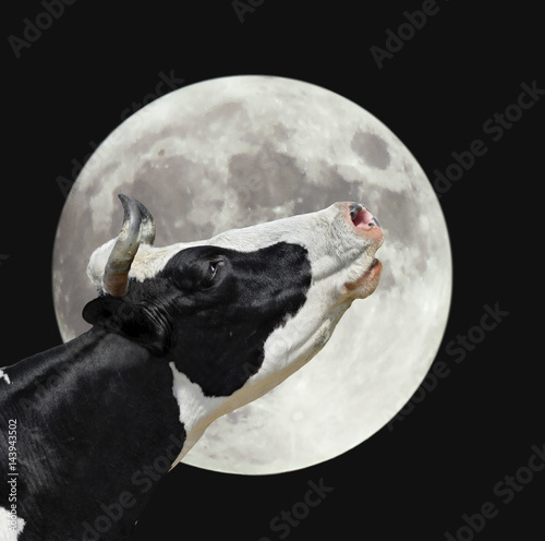 Funny cow on the background of large bright moon. A black and white cow moans at the moon. Farm animals.