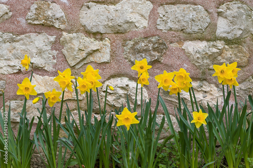 Fototapeta Naklejka Na Ścianę i Meble -  yellow daffodils from spring