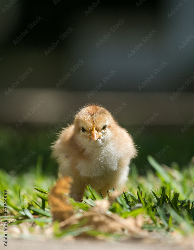 Close up image of baby chickens walking with their mother on the grass looking for food Close up image of baby chickens walking with their mother on the grass looking for food