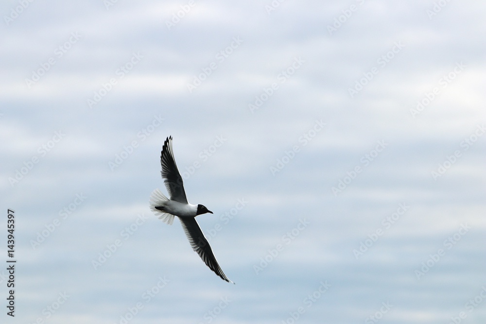 Obraz premium Bird spread out wings in the air