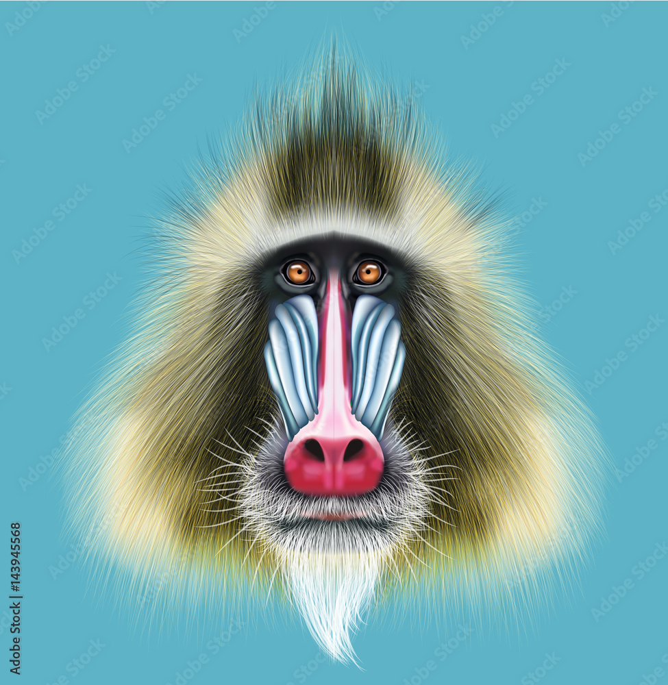 Illustrated Portrait Of Mandrill Monkey Stock イラスト Adobe Stock