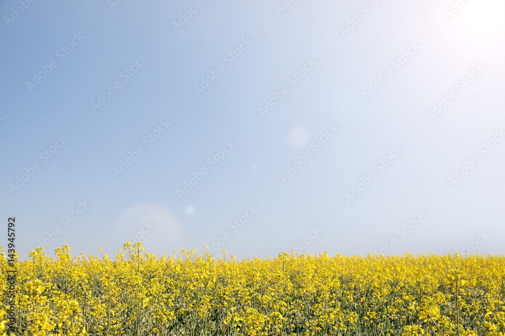 Obraz premium Meadow of yellow flowers on blue sky background.