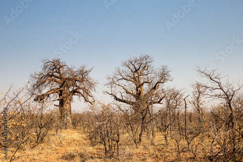 Two big Baobab Trees in Desert Landscape of Mapungubwe National Park, South Africa, Africa