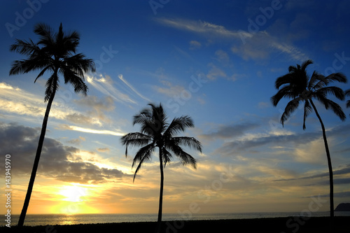 Tropical Palm Trees Silhouette Sunset or Sunrise
