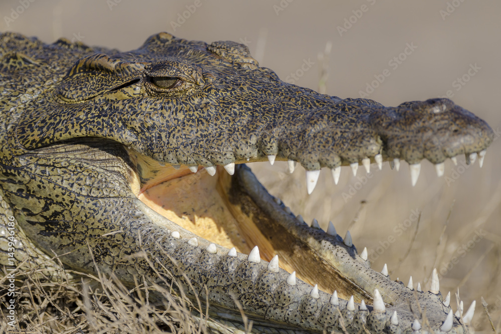 Fototapeta premium Nile crocodile (Crocodylus niloticus). Botswana