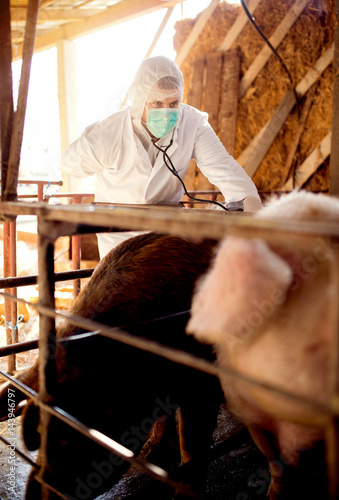 Pig vet checking progress of pig disease at pig farm.