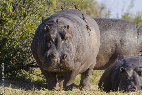 Foto Hippo or common hippopotamus (Hippopotamus amphibius) and red-billed oxpecker (Buphagus erythrorhynchus)