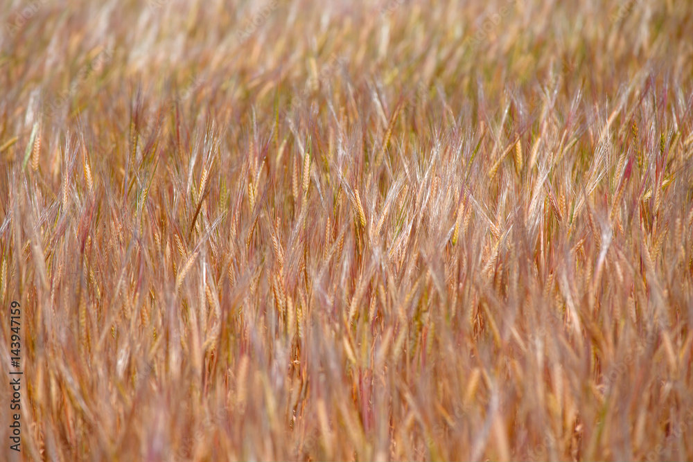 Fototapeta premium Golden wheat field
