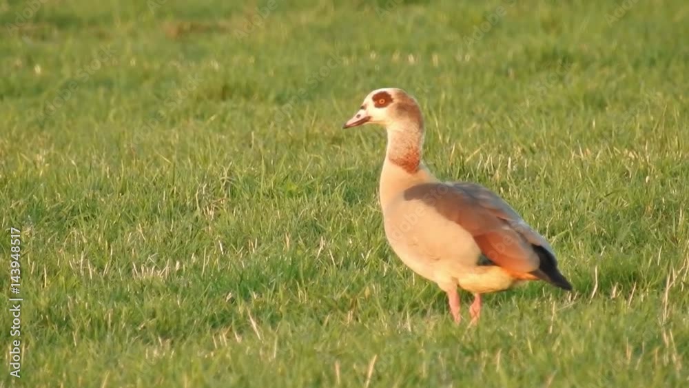Gänse Gänse