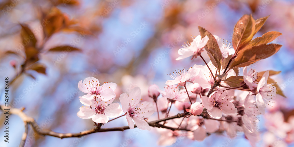 Blüten Hintergrund mit Textfreiraum im Frühling Blüten Hintergrund mit Textfreiraum im Frühling