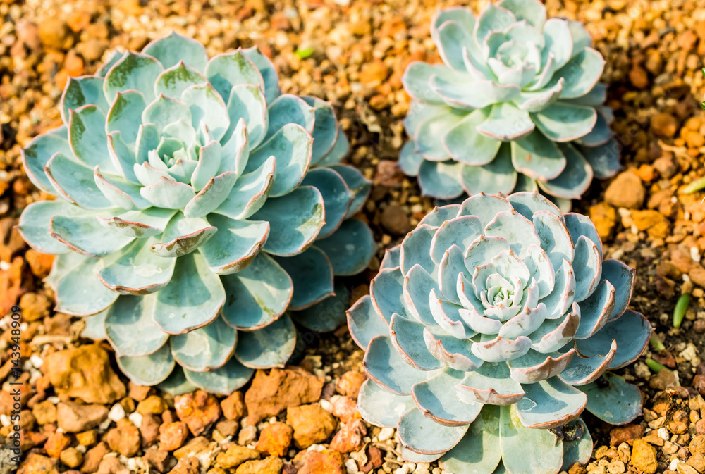 succulent in chiangmai Thailand succulent in chiangmai Thailand