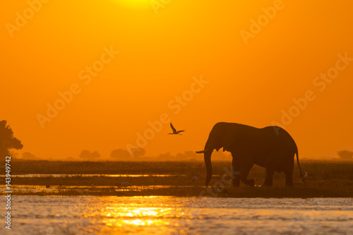 African bush elephant or African elephant (Loxodonta africana) crossing the Chobe River at sunset. Botswana