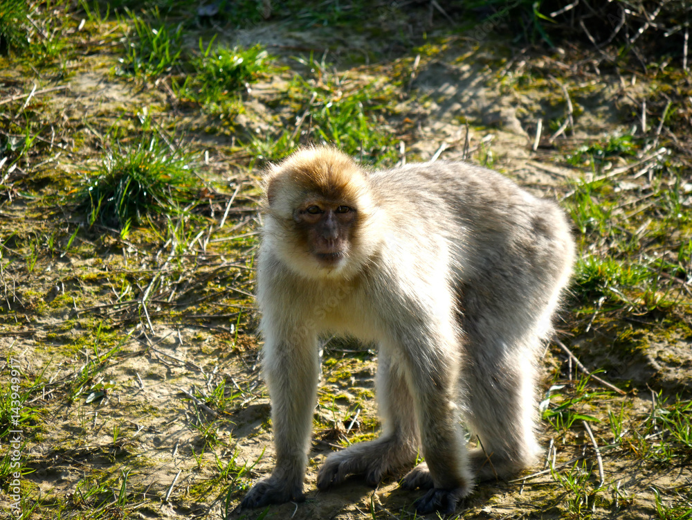 Macaque de Barbarie