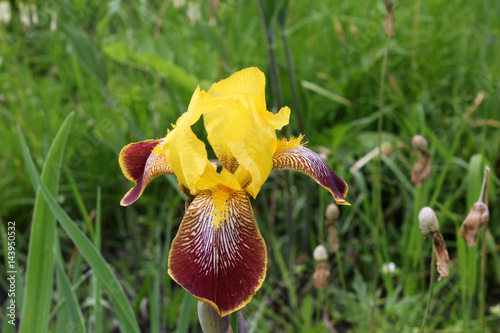 Fototapeta Naklejka Na Ścianę i Meble -  The yellow iris in the green grass in the garden