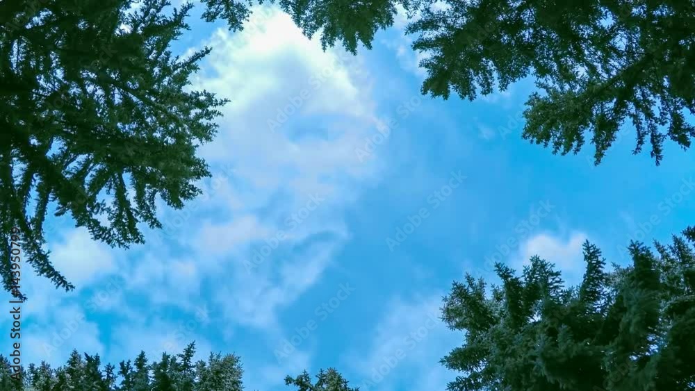 Rotation of the camera in the pine forest, video of floating clouds, hyperlamps