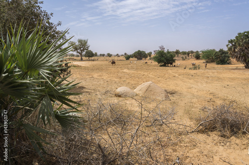 Goats walking along Niger River Riverbed - Niger photo