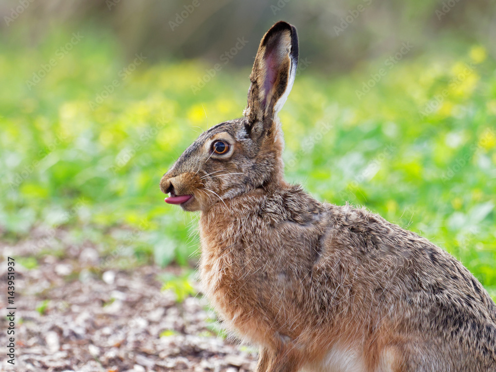 Fototapeta premium European hare - Lepus europaeus