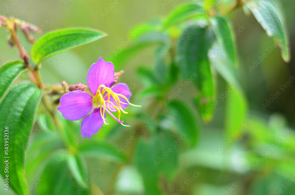Beautiful wild purple flower (Melastoma malabathricum)