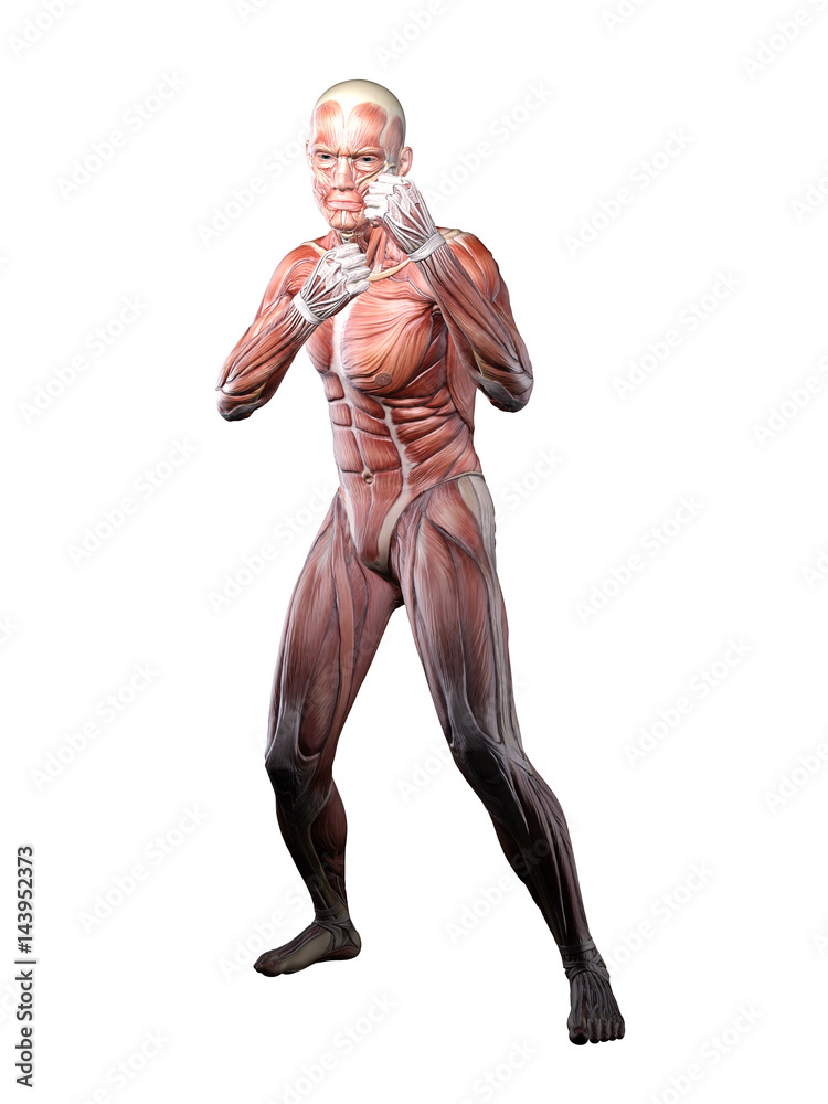 Muscle Man Anatomy fighting pose 3D Illustration Muscle Man Anatomy fighting pose 3D Illustration