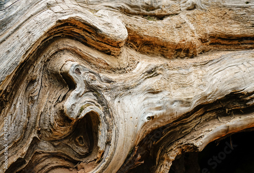 organic wood texture