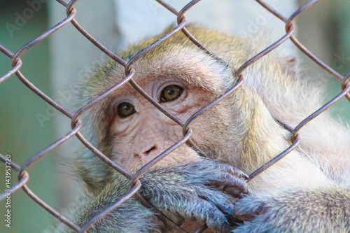 The monkey in the jail. © Suttinun