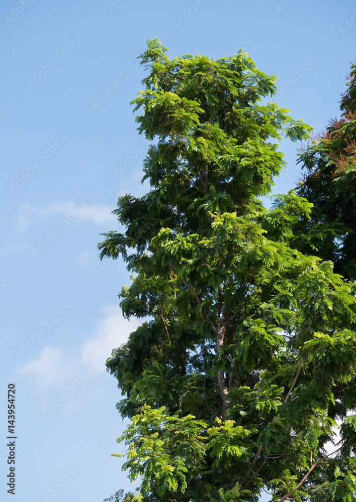 Obraz premium tree leaf from bottom view