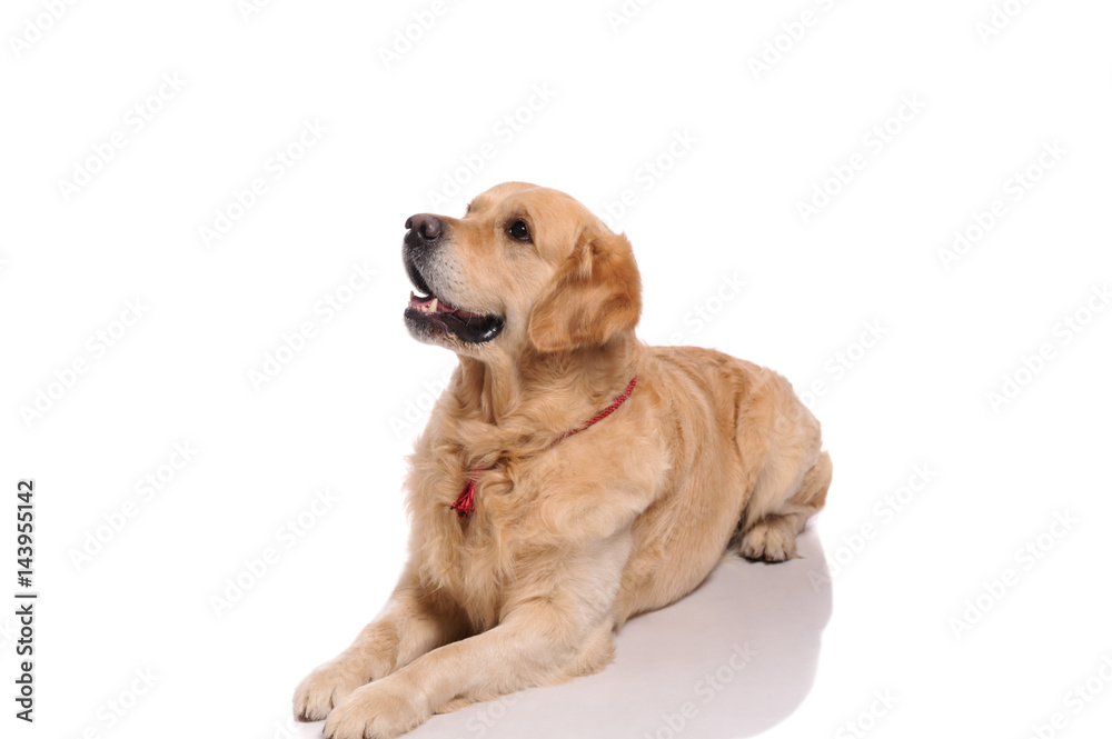 golden labrador retriever dog isolated on white background. Studio shot. golden labrador retriever dog isolated on white background. Studio shot.