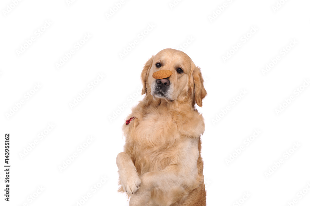 Funny golden labrador retriever dog looking on the cake Funny golden labrador retriever dog looking on the cake