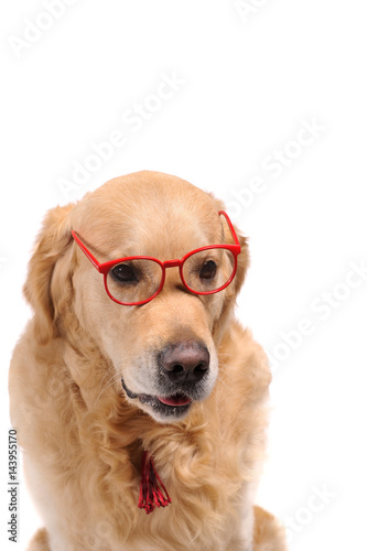 Funny golden labrador retriever dog looking in red glasses