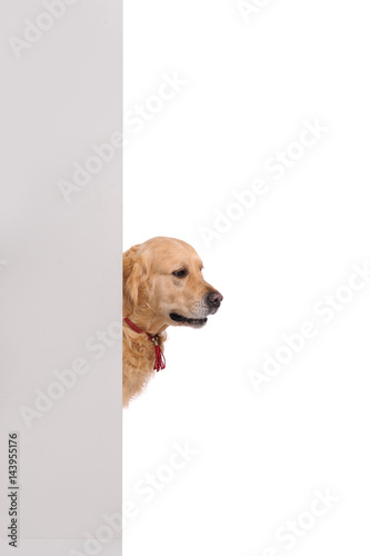 golden labrador retriever dog looking out from behind the wall photo