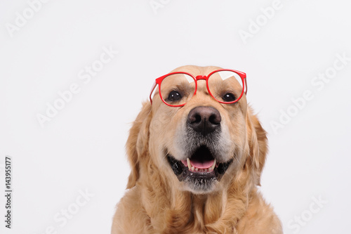 Funny golden labrador retriever dog looking in red glasses