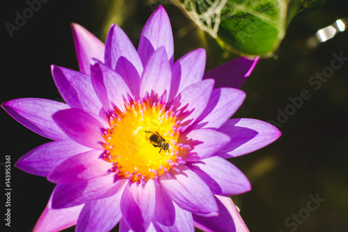 Close up water lily with dead bee on pollen