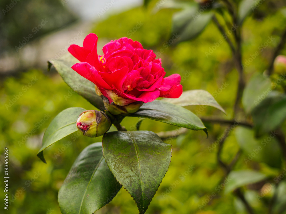 red rose on the nature background