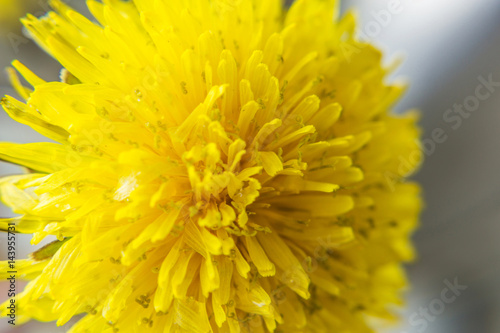 Closeup of spring  blooming  dandelion. Easter concept.