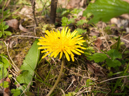 Lovely Shot of A Yellow Dandelion on the Forest Floor