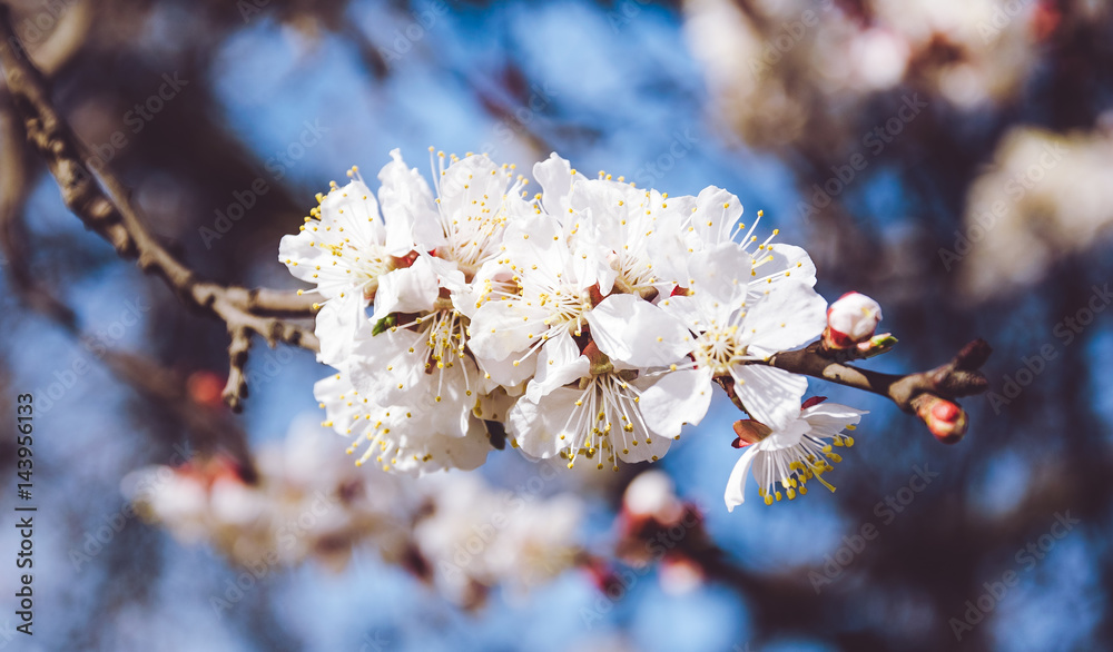 Obraz premium Нежные белые цветы абрикосового дерева