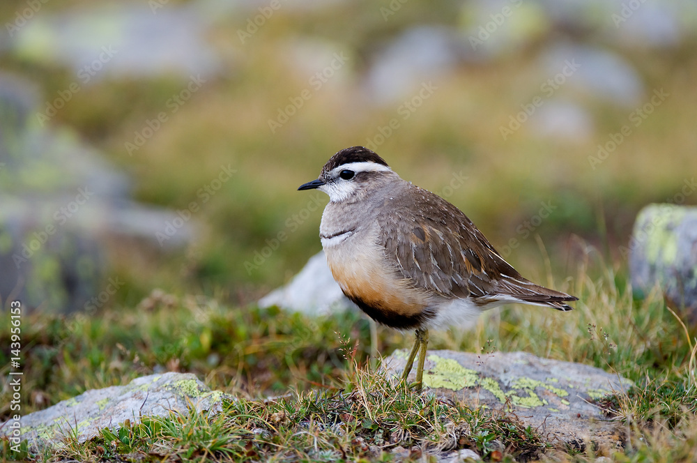 Europe,Italy,Trentino,Dolomites,Fassa Valley..Piviere Tortolino Charadrius Morinellus Europe,Italy,Trentino,Dolomites,Fassa Valley..Piviere Tortolino Charadrius Morinellus