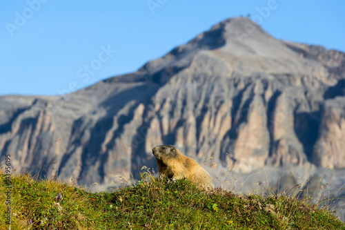 Italy,Dolomites,Fassa Valley,Marmotta,Alpine marmot,Sas Pordoi..Marmot in the sun photo
