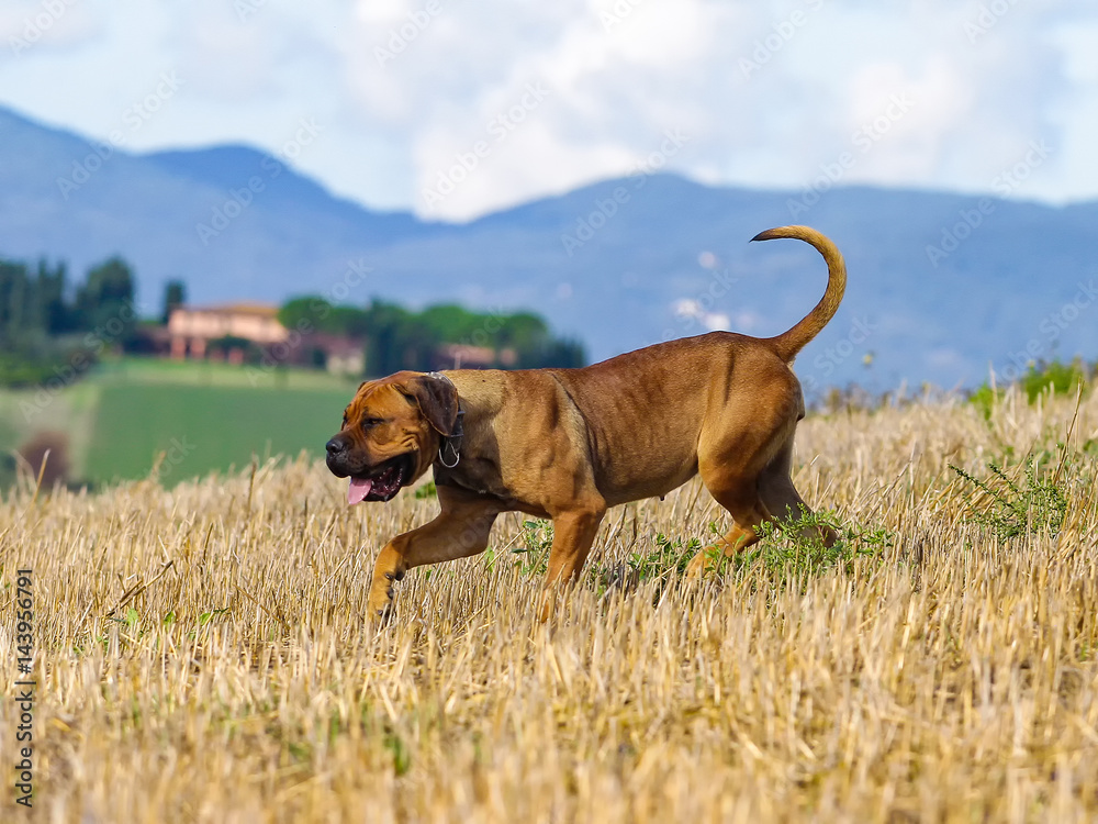 Portrait of Corso Dog, Italian breed of dog Portrait of Corso Dog, Italian breed of dog