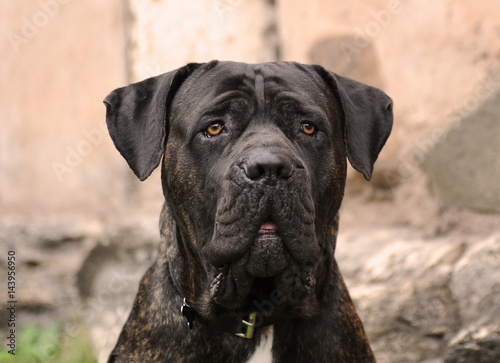 Portrait of Corso Dog, Italian breed of dog