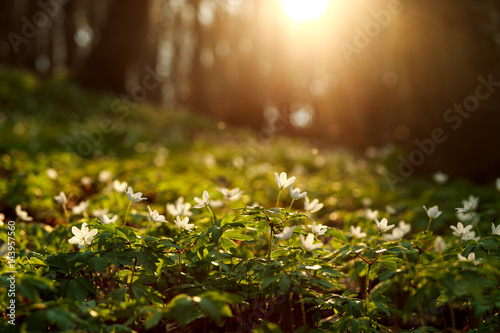 Fototapeta Naklejka Na Ścianę i Meble -  Spring awakening of flowers and vegetation in forest on sunset