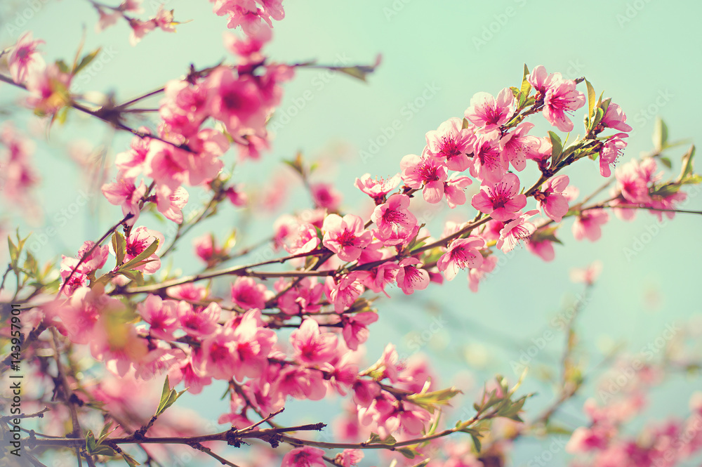Blurred background. Blooming tree in spring with pink flowers Blurred background. Blooming tree in spring with pink flowers